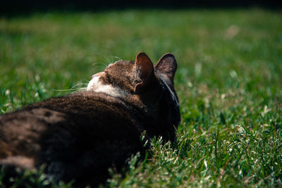 Close-up of dog on field