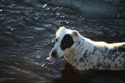 Dog looking at lake