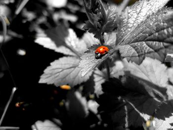 Close-up of ladybug on flower