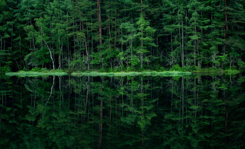 Reflection of trees in lake