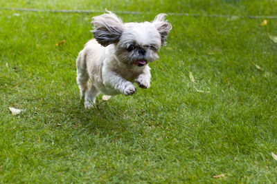 Dog running on grass