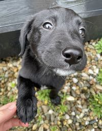 Close-up of dog