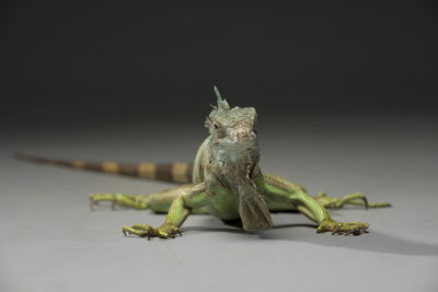 Close-up of lizard against gray background