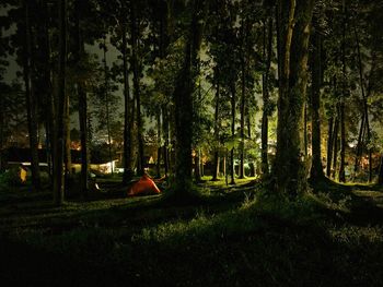 Trees on field in forest