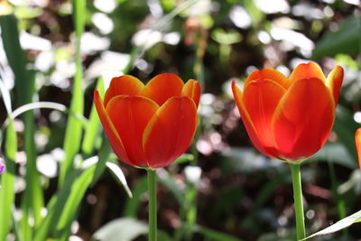 Close-up of red tulip