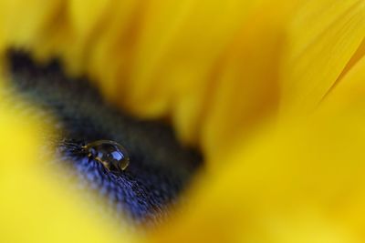 Extreme close-up of yellow flower
