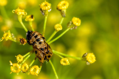 Close-up of insect on flower