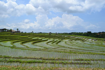 Scenic view of agricultural field against sky. location canggu, badung, bali, indonesia
