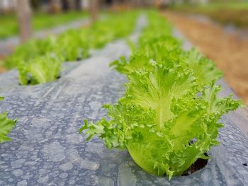 Close-up of fresh green plant