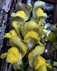 Close-up of yellow flower