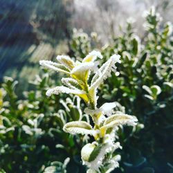 Close-up of flowers blooming outdoors