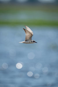 Close-up of bird flying over lake