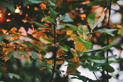 Close-up of leaves on tree