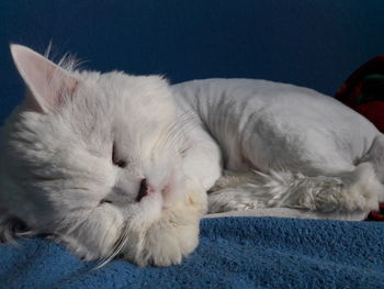 Close-up of cat sleeping on bed