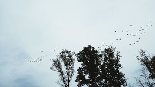 Low angle view of silhouette birds flying against sky