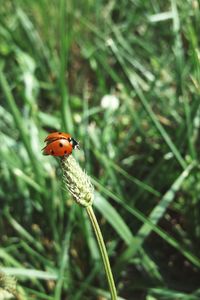 Close-up of ladybug on flower