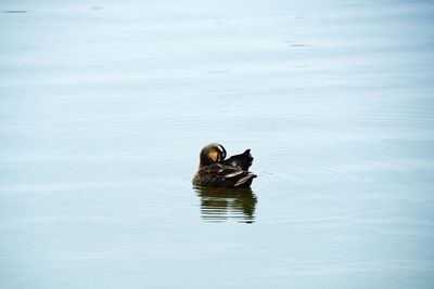 Duck swimming in lake