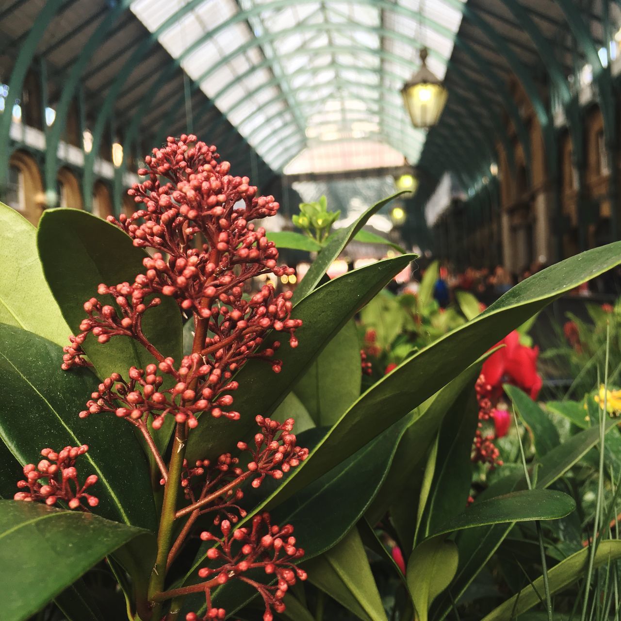 flower, plant, freshness, growth, fragility, close-up, leaf, indoors, botany, beauty in nature, nature, green color, day, houseplant, focus on foreground, blossom, springtime, plant life, horticulture, in bloom