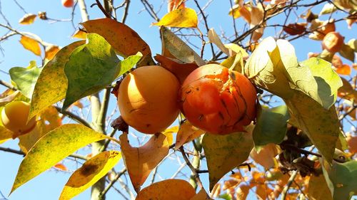 Low angle view of oranges growing on tree