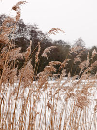 Close-up of plants on field against clear sky