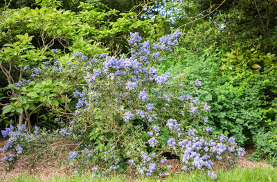 View of flowers