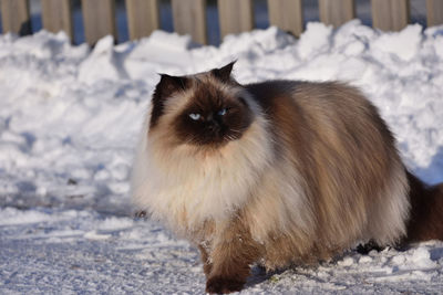 Close-up of cat on snow covered field