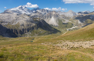 Herd of sheep in transhumance in the alps in summer in the parc de la vanoise in haute tarentaise