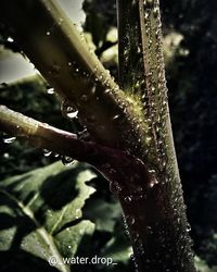 Close-up of water drops on leaf