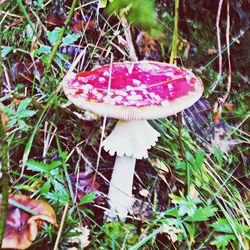 Close-up of mushroom on grass