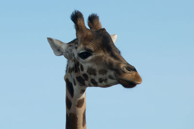 Low angle view of giraffe against clear sky