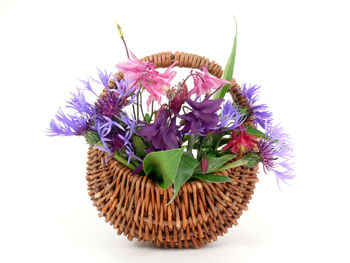 Close-up of purple flowers against white background