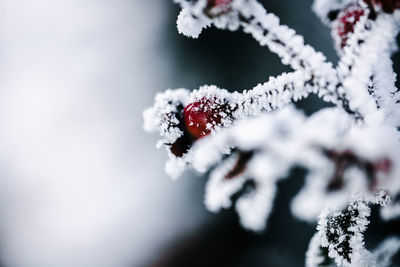 snow