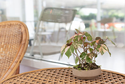 Close-up of potted plant on table