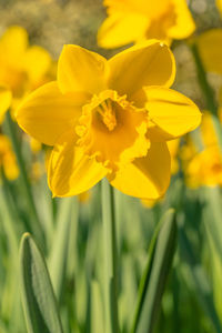 Close-up of yellow daffodil flowers in field