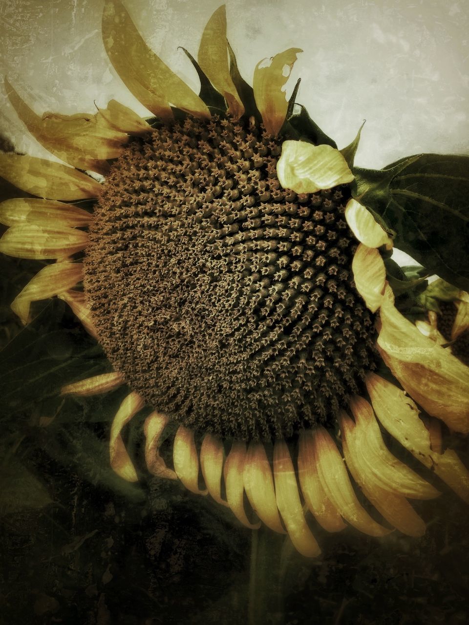 close-up, nature, high angle view, fragility, freshness, growth, plant, dry, beauty in nature, cactus, natural pattern, flower, no people, leaf, day, pine cone, outdoors, field, flower head, uncultivated