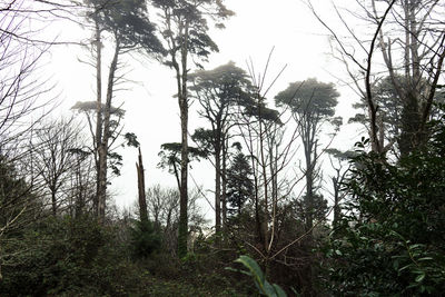 Trees in forest against sky