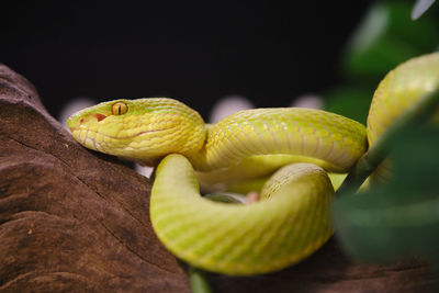 Close-up of lizard