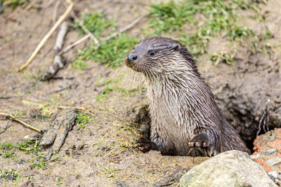 Close -up of an eurasian otter or common otter emerging from the ground through a hole