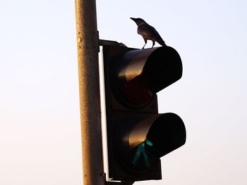 Low angle view of bird on road against clear sky