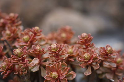 Close-up of pink flowering plants