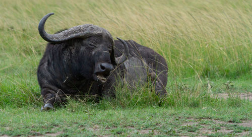 Portrait of buffalo laying in field