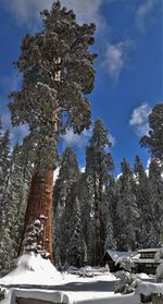 Trees against sky during winter