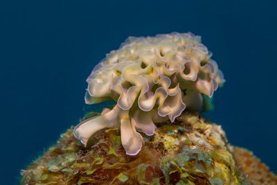 Close-up of jellyfish against black background