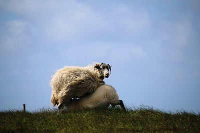 Sheep sitting on field against sky