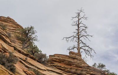 Low angle view of bare tree against sky