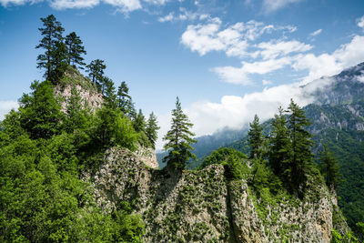 Panoramic view of trees against sky