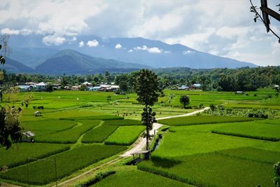 Scenic view of field against sky