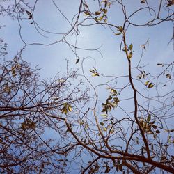 Low angle view of bare trees against sky