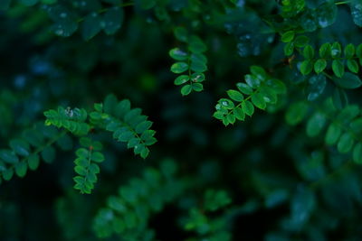 Close-up of fresh green leaves on plant