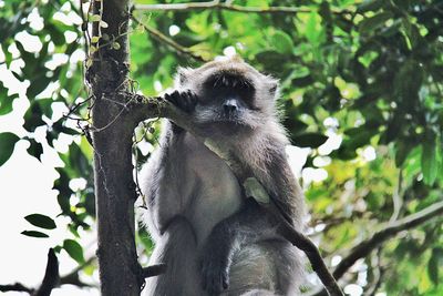 Low angle view of monkey sitting on tree